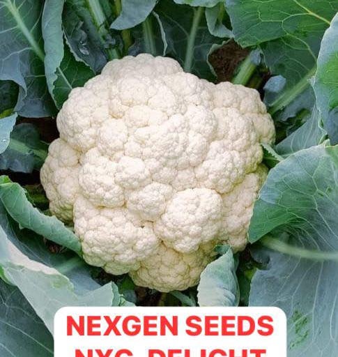 Fresh NexGen Seeds NXG-Delight white cauliflower head growing in a garden with green leaves.