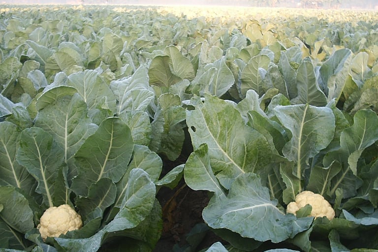 Fresh cauliflower heads growing in a lush green vegetable farm field under morning mist.