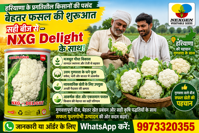 Farmers holding fresh cauliflower heads with Nexgen NXG Delight vegetable seeds banner and contact info.