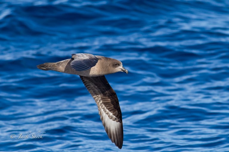 Providence Petrels out flying
