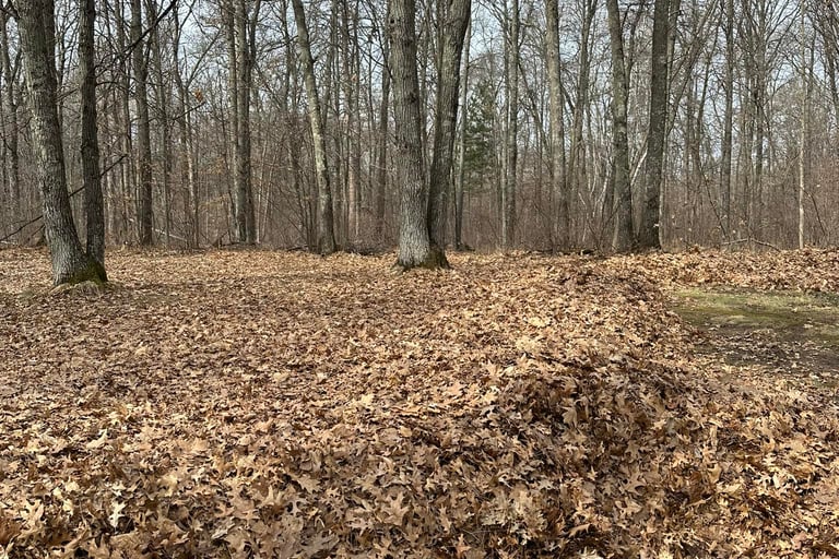 Leaf Cleanup