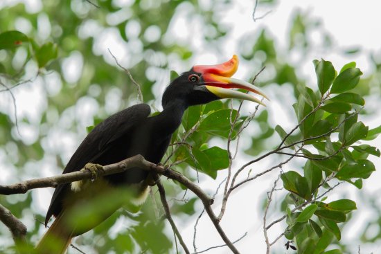 Hornbill at Kinabatangan