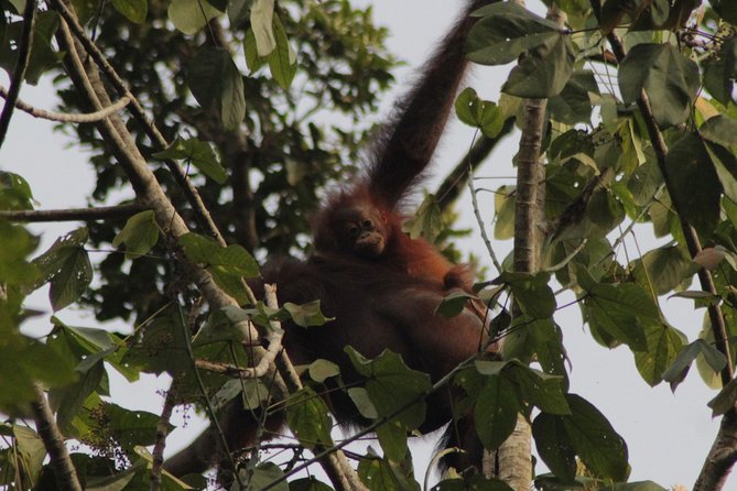 Orang utans in the wild
