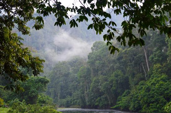 The beautiful rainforest of Danum Valley
