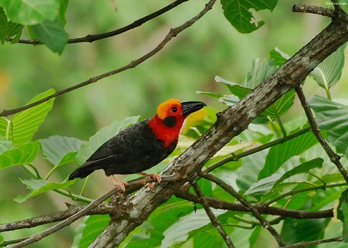 The elusive and most sought-after Bornean Bristlehead