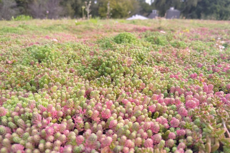 100% sedum