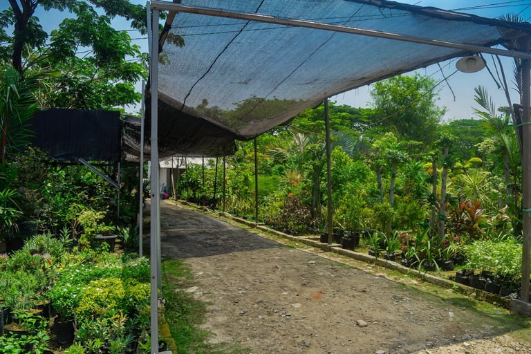 nursery plants and lawn grass Kadiyam