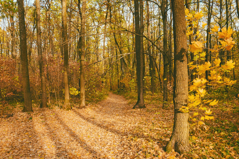 Slow living autumn walk through a sunlit forest with fallen leaves and warm light