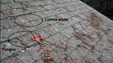 A brief overview of identifying the Algae, Moss, Lichen and Fungus Growth that may be growing on your roof