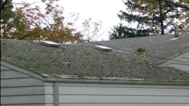 A brief overview of identifying the Algae, Moss, Lichen and Fungus Growth that may be growing on your roof