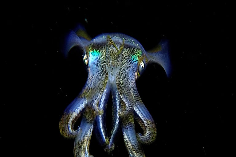 underwater photo of a squid facing scuba diver