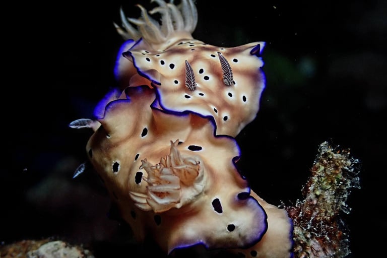 nudibranch having sex during our night dive
