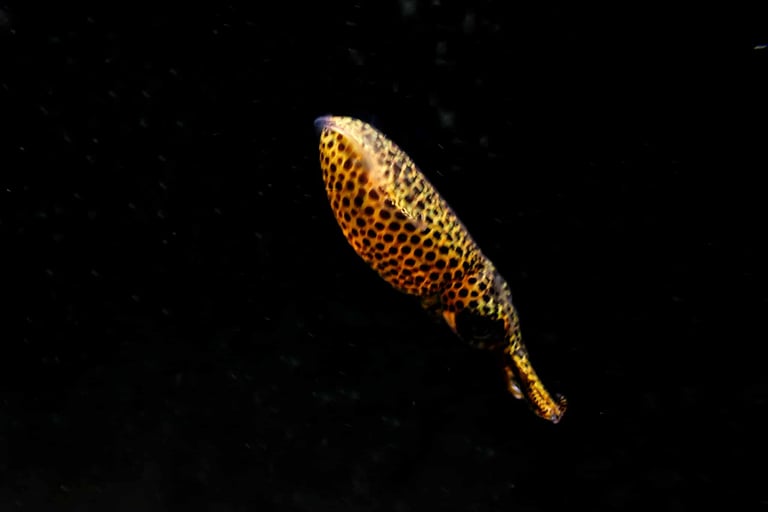 blackwater pygmy squid in motion