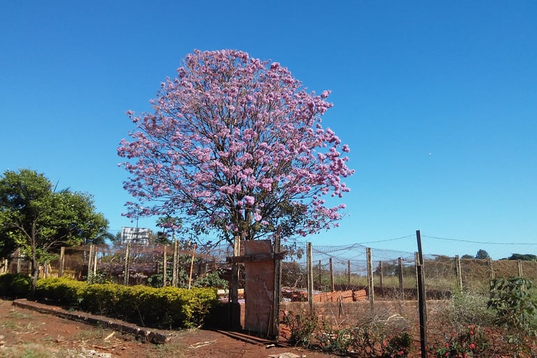 a tree with purple flowers in the middle of a fence