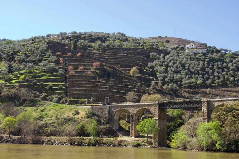 Vineyard on the bank of Douro River