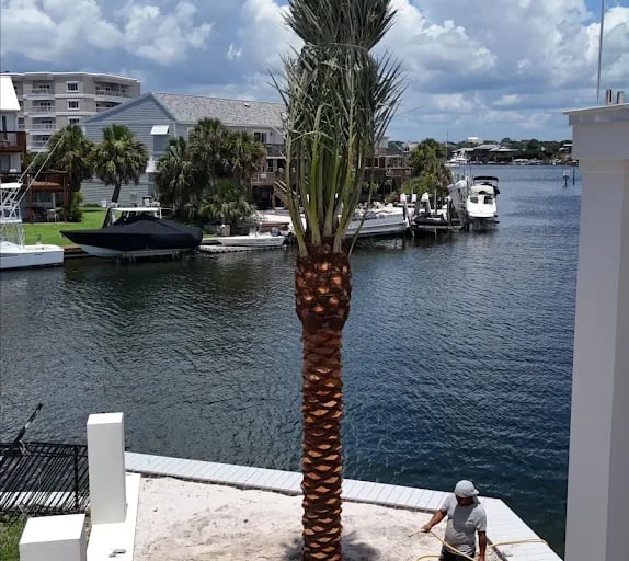 a palm tree is being worked on by a man