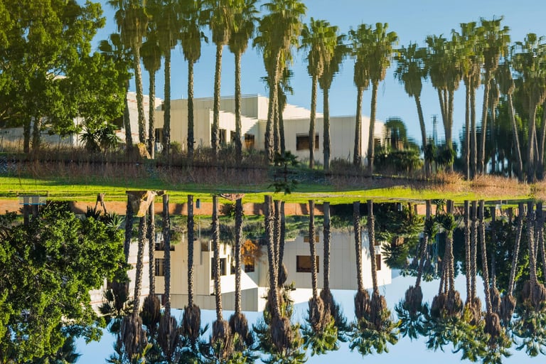 a large body of water with palm trees in the background