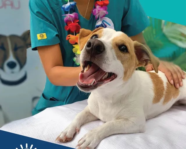 perrito está con la boca abierta echado en cama siendo acariciado por persona