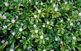 Pachysandra terminalis Japanse wolfsmelk bodembedekker met kleine witte bloemen groene bladeren