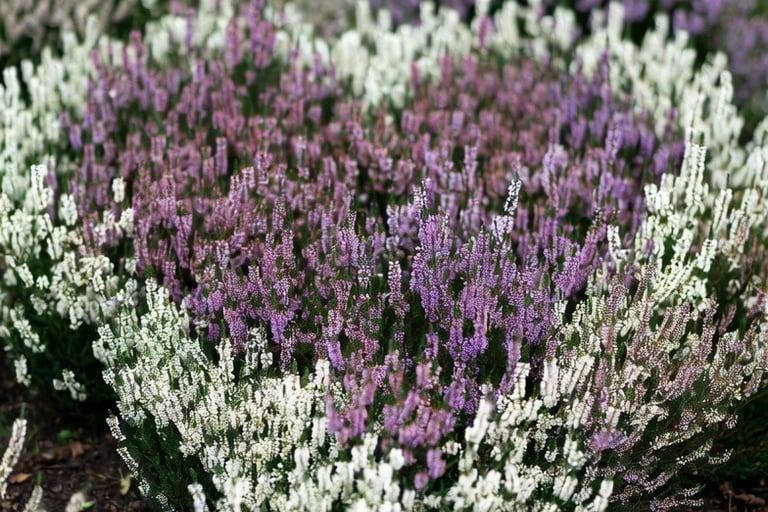  Paarse en witte heidebloemen geplant in een hartvorm op een graf op een begraafplaats.