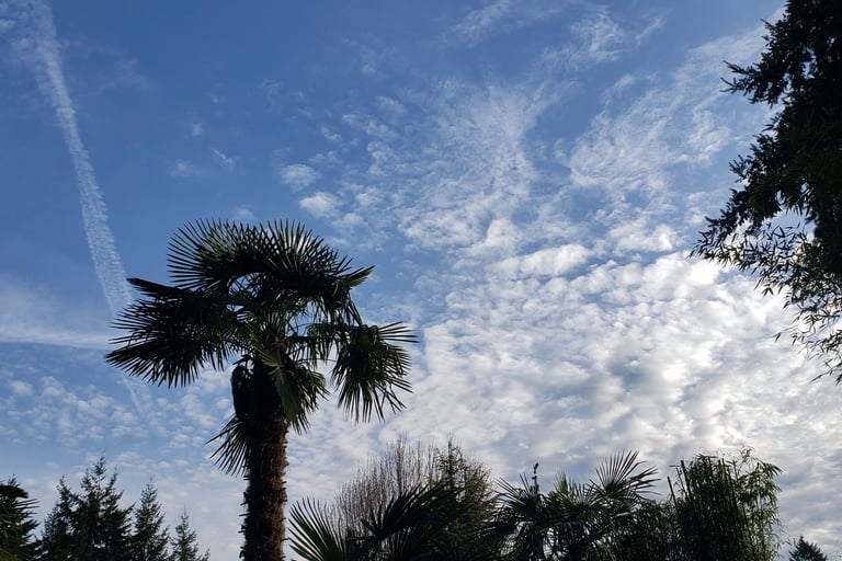 Pacific Northwest Tropics