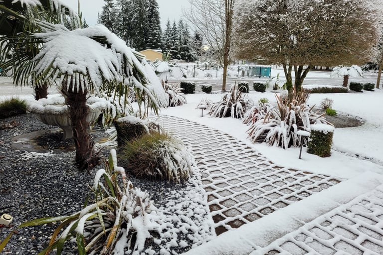 windmill palm in snow