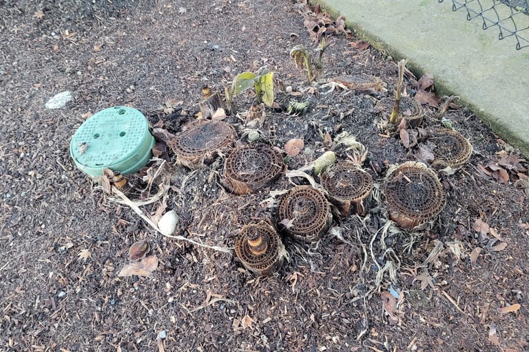 Winterized Banana Palms