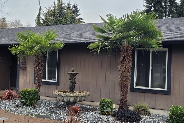 windmill palms and flax landscape
