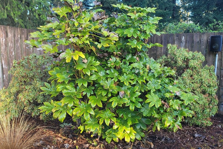Fatsia