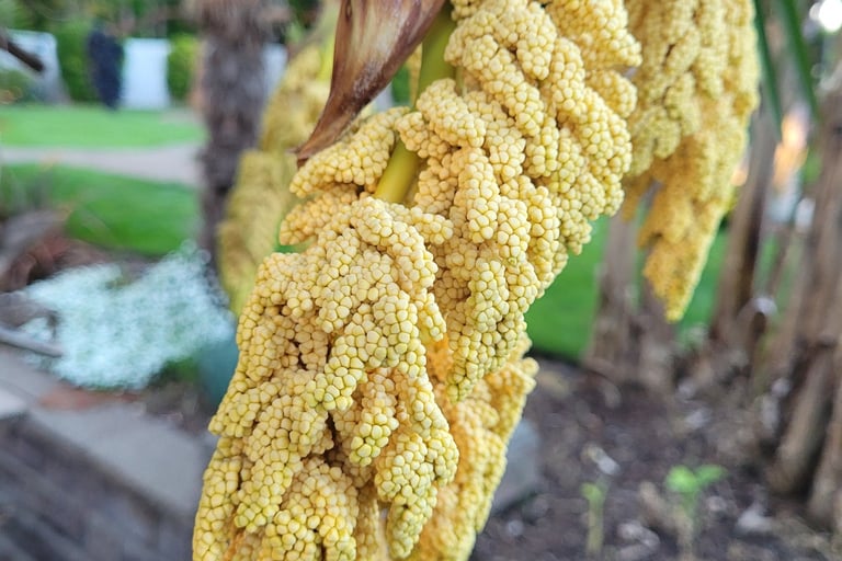 Palm Seeds Early Spring