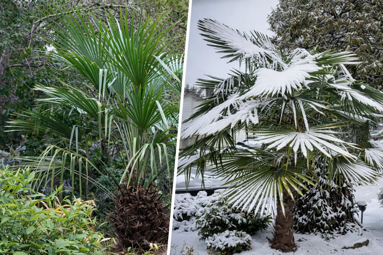 Windmill vs Needle Palm