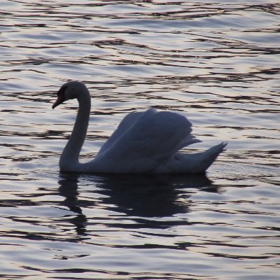 Picture of a swan silhouette in the water at sunset 