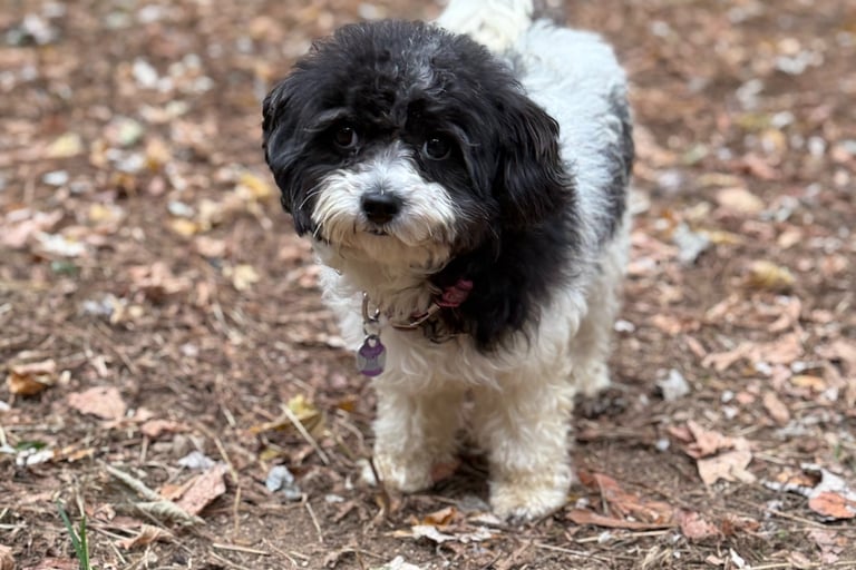 Dog outdoors at Raising Paws pet boarding in Forest Park GA
