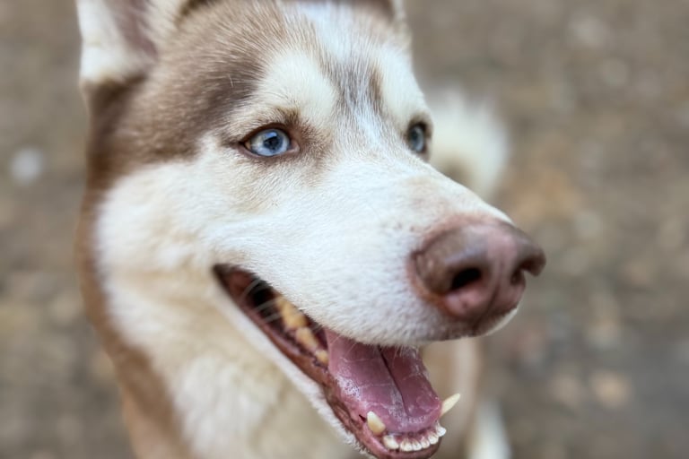 Happy dog during daycare at Raising Paws Forest Park Georgia.