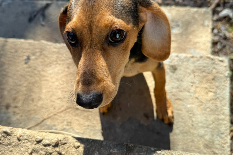 Puppy boarding stay at Raising Paws Forest Park GA near Hartsfield-Jackson.