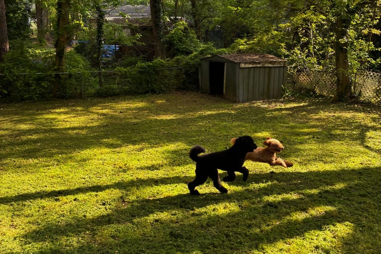 Two dogs playing together at Raising Paws pet daycare Forest Park Georgia