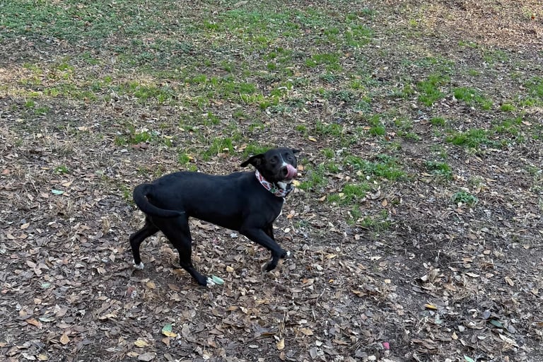 Dog enjoying outdoor time at Raising Paws pet boarding near Atlanta Airport.