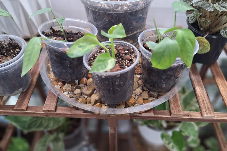 clear nursery pots for LECA setup showing plant roots and water reservoir in semi hydro indoor plant