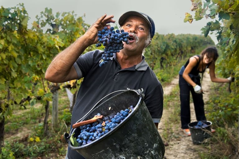 Uomo durante la vendemmia assaggia un grappolo d’uva in una vigna di Montefalco, Umbria
