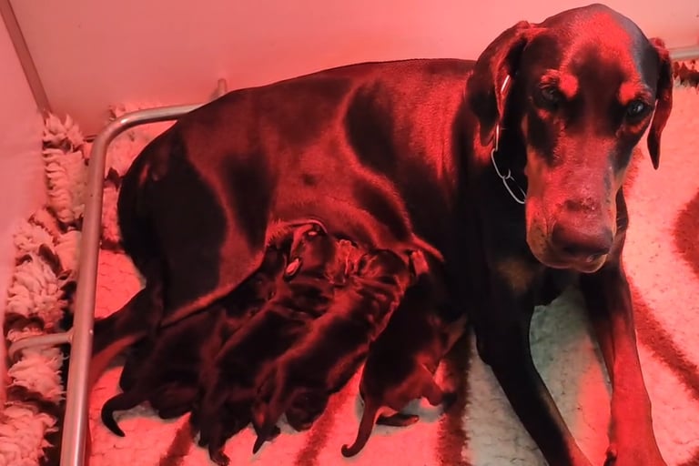 cuccioli dobermann, emilia romagna, veneto, Italia