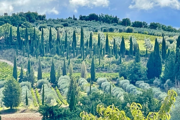 Scenic Tuscan landscape featuring tall cypress trees and olive groves on a rolling hillside under a cloudy sky.