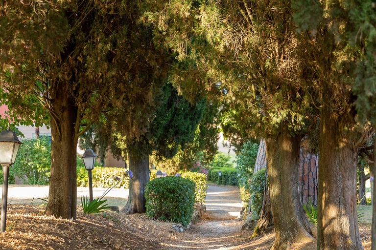 allée de cyprès et pins parasols centenaires - parc du domaine Cesarini  (villa Violetta)