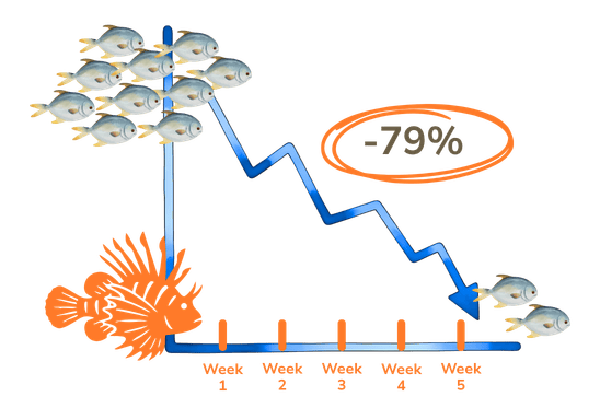 One single lionfish can reduce juvenile reef fish biomass by up to 79% in under 5 weeks