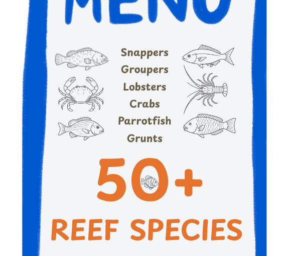 The lionfish is an insatiable predator preying on over 50 reef species