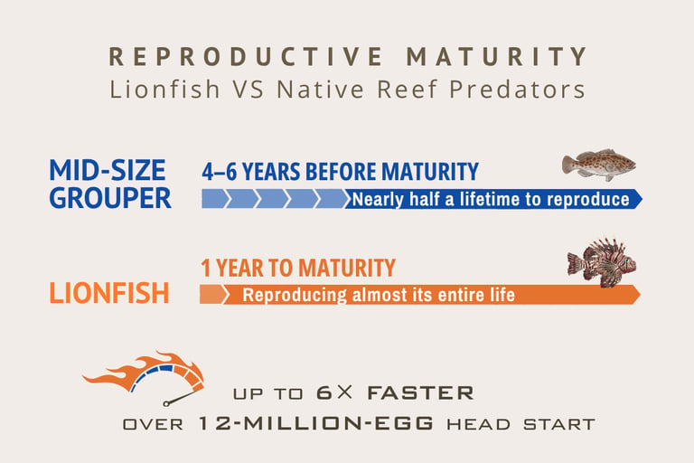 A lionfish will release millions of eggs before a native grouper reaches maturity