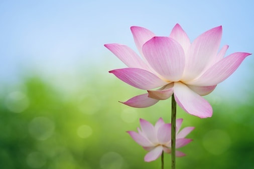 Fleur de lotus rose symbolisant la méditation et le bine-être