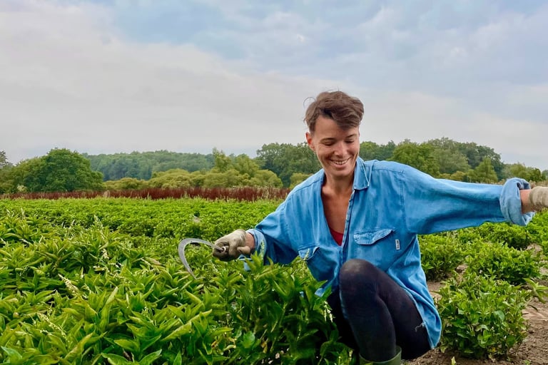 récolte persicaire indigo faucille femme champ plante tinctoriale