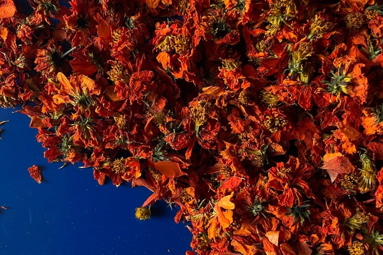 cosmos séché teindre avec teinture végétale