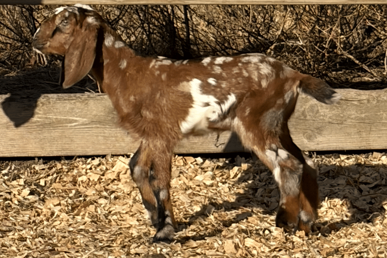 Brown spotted goat walking near fence 