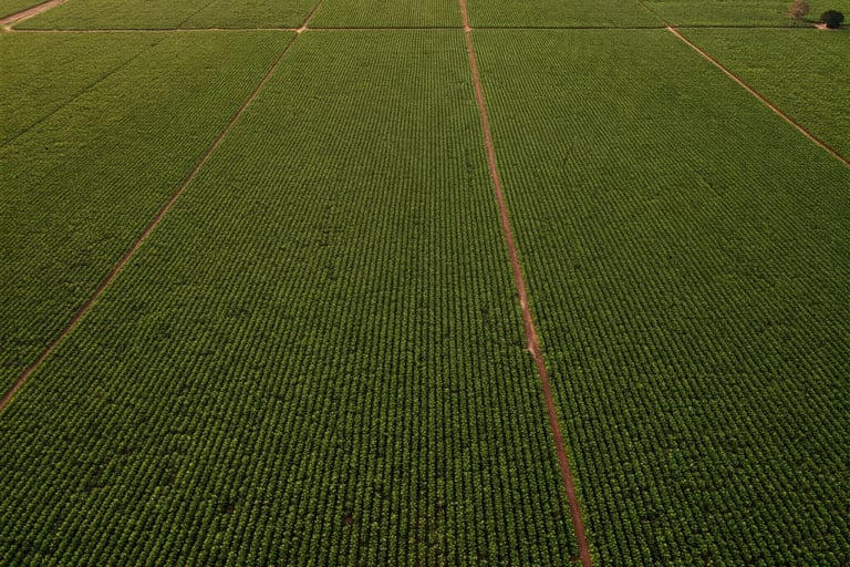 Soya Plantation Field In Brasil